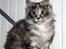 Maine Coon CorkyCoons Joline
