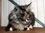 Maine Coon CorkyCoons Joline
