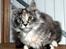 Maine Coon CorkyCoons Joline