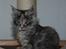 Maine Coon CorkyCoons Joline