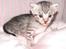 Egyptian Mau Amenhotep´s Nerfetiti