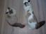 Ragdoll Tugger