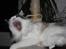 Ragdoll Tugger