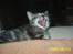 Huskat Fiona