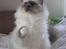 Hellig Birma Sir & Lady´s Lady Fanny
