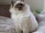 Hellig Birma Sir & Lady´s Lady Fanny
