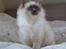 Hellig Birma Sir & Lady´s Lady Fanny