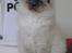 Hellig Birma Sir & Lady´s Lady Fanny