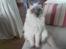 Ragdoll Perle - Perle som bette :o)
