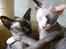 Sphynx Mr. Hyde