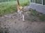 Huskat  Tiger  Forsvundet