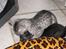 Egyptian Mau Amenhotep´s Nerfetiti