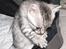 Egyptian Mau Amenhotep´s Nerfetiti