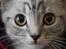 British Shorthair Enzo