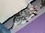British Shorthair Enzo - Elsker at fange fjer og alt hvad der bevæger sig!