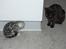 British Shorthair Enzo - Uha, et billede fra da jeg lige var kommet hjem og Senna så mig an...