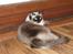 Ragdoll S* Chorotegas Wild Africa