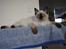 Ragdoll S* Chorotegas Wild Africa