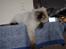 Ragdoll S* Chorotegas Wild Africa