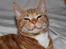 Huskat Bubber - Den smilende kat :) Har aldrig mødt en mere livsglad og livsnydende kat.