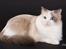 Ragdoll SP. Wrendsted Celinea DSM