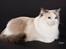 Ragdoll SP. Wrendsted Celinea DSM