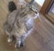 Maine Coon Lulu