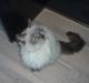 Ragdoll Perle