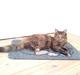 Maine Coon Fanta