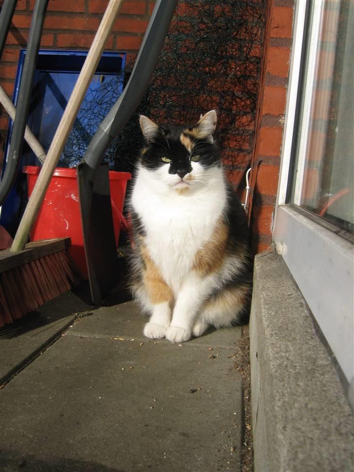 Huskat Missemor. VÆK! :( - ** NYT ** billede 11