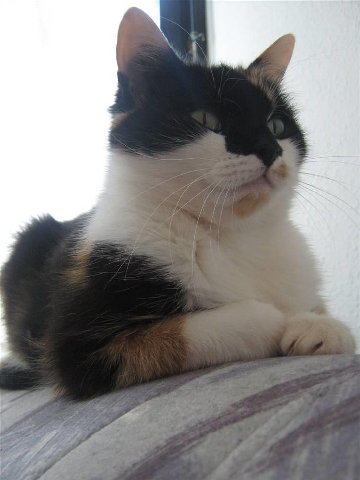 Huskat Missemor. VÆK! :( - ** NYT ** billede 12