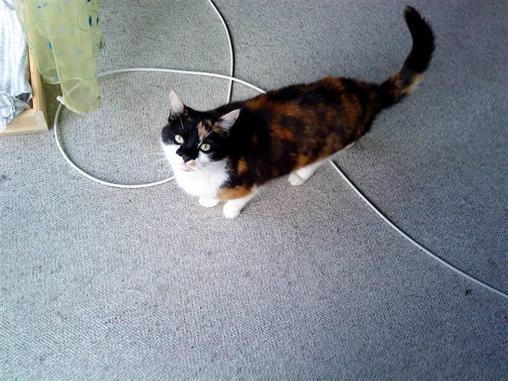 Huskat Missemor. VÆK! :( billede 13