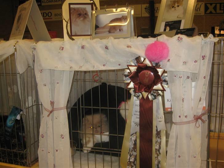 Perser bell - bell på hindes første udtilling billede 6