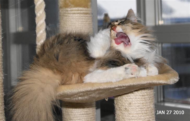 Norsk Skovkat Irma-Pigen  - 27.01.2010 billede 14