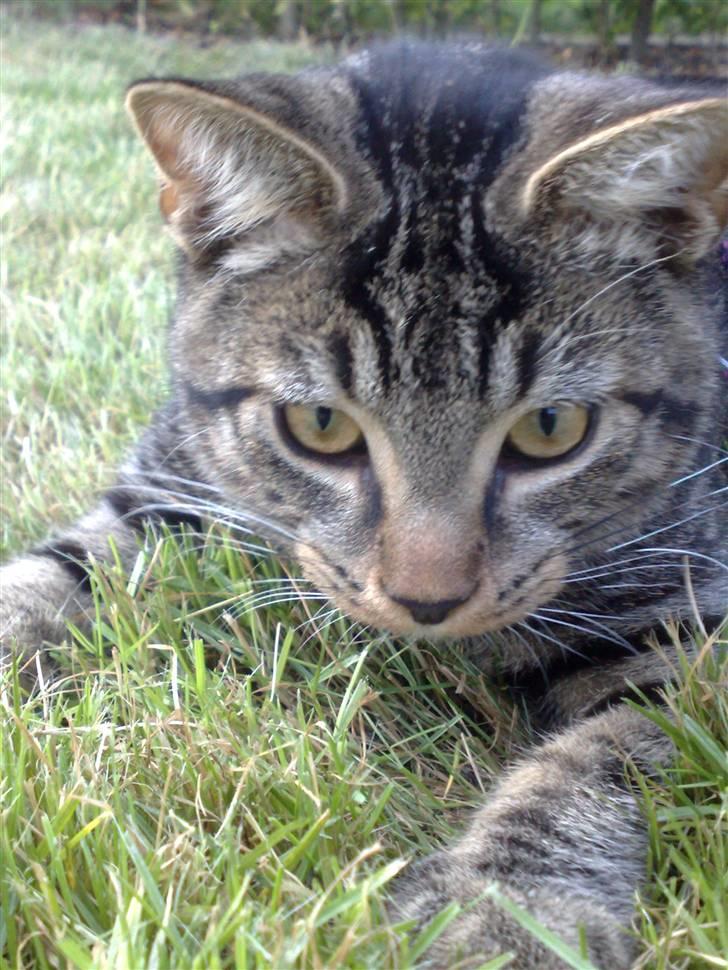 Huskat Tiger billede 12