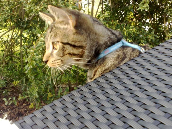 Huskat Tiger billede 13