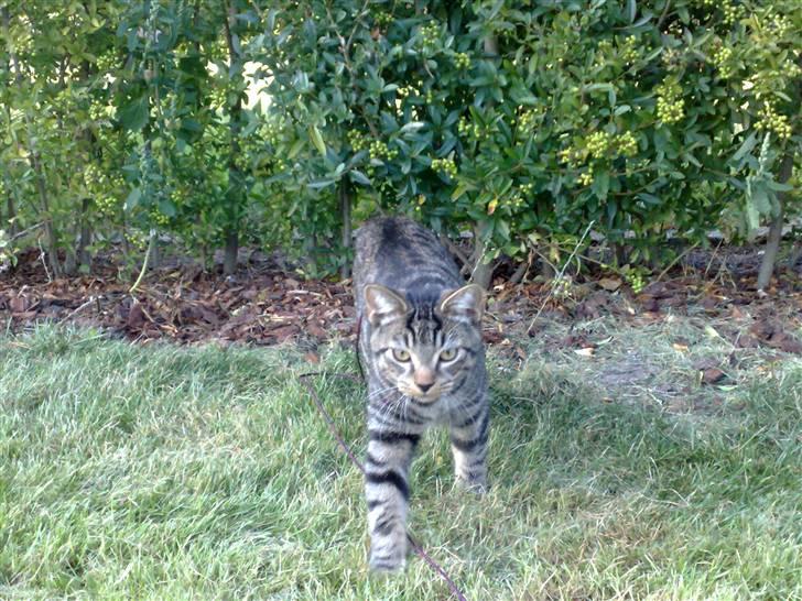 Huskat Tiger billede 14