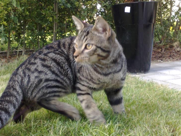 Huskat Tiger billede 15