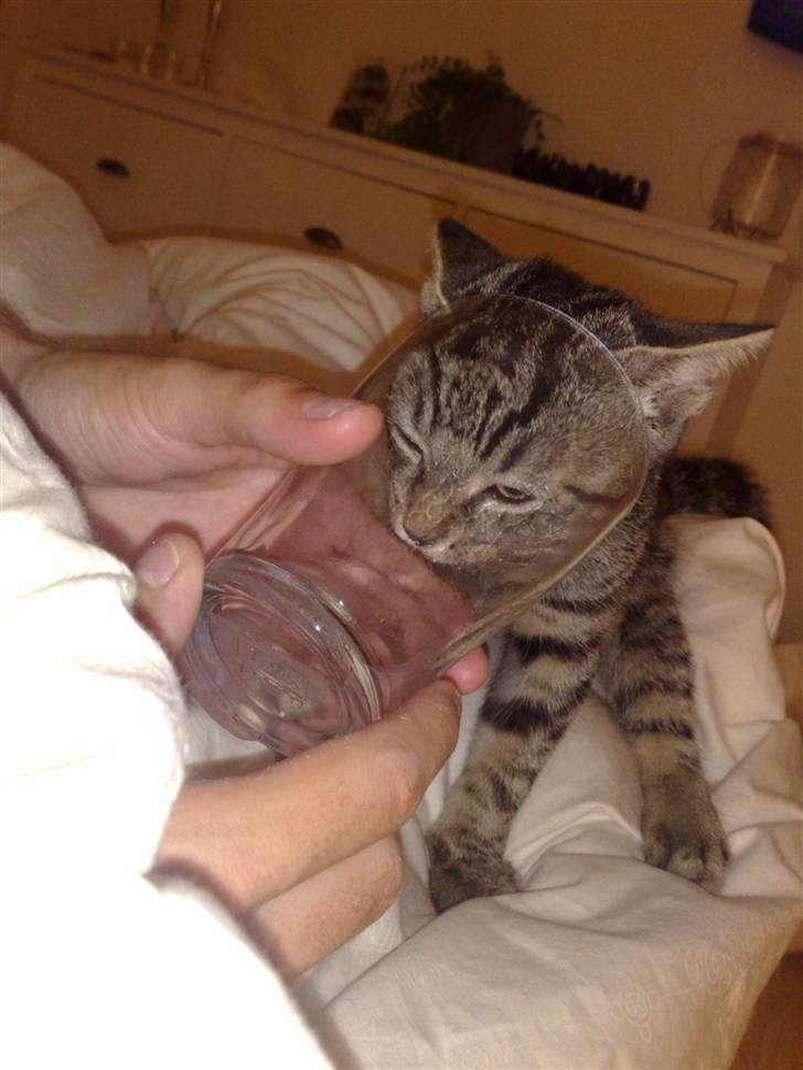 Huskat Tiger billede 16