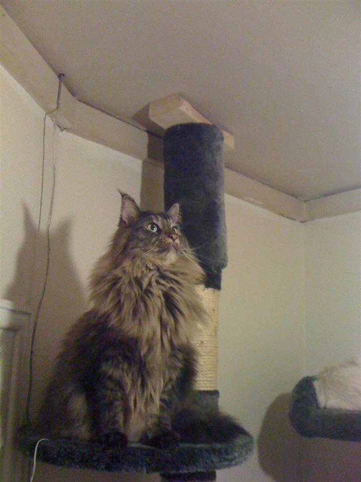 Maine Coon oscar - jeg er kongen  billede 1