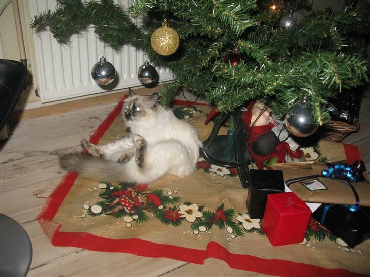 Hellig Birma sille - elsker jul og især træet billede 1