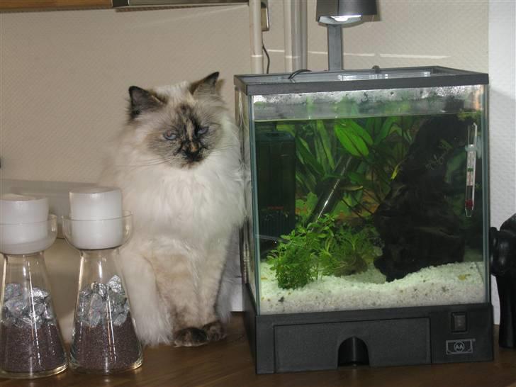 Hellig Birma sille - sidder lige og passer på skildpadderne billede 2