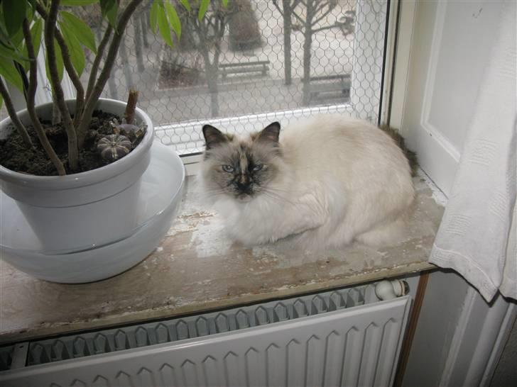 Hellig Birma sille - er bare lige lidt lækker billede 3