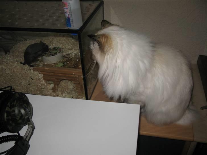 Hellig Birma sille - har lige overblikket over et par ørken rotter billede 4