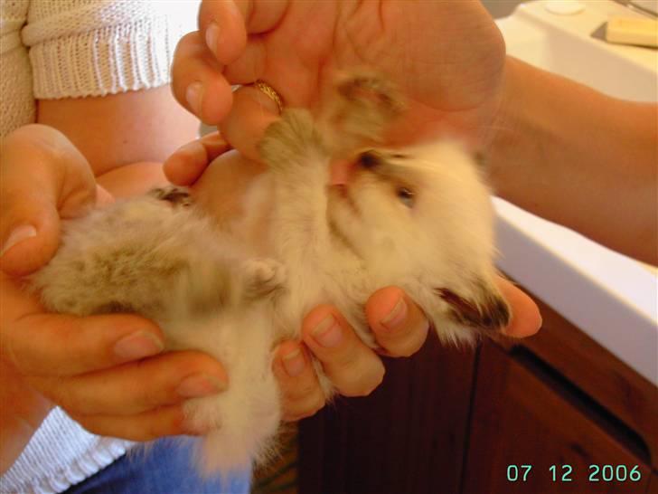 Hellig Birma sille - sille 14 dage gammel billede 5