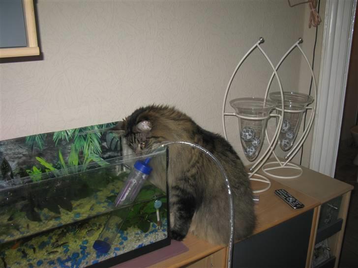 Maine Coon oscar - hjælper lige til med at ordne fiskene billede 2