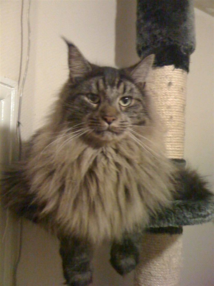 Maine Coon oscar - løven billede 3