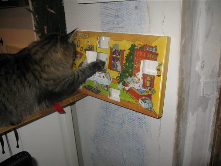 Maine Coon oscar - ja man må jo arb for sagen  billede 4