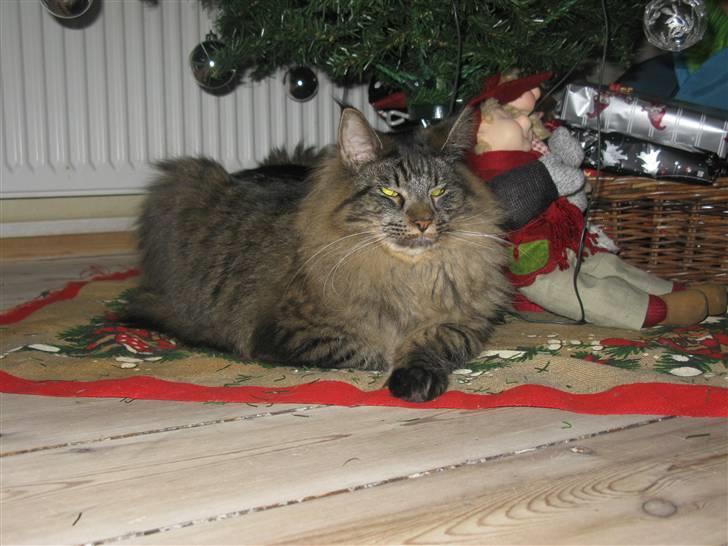 Maine Coon oscar - så venter jeg bare på gaver billede 5