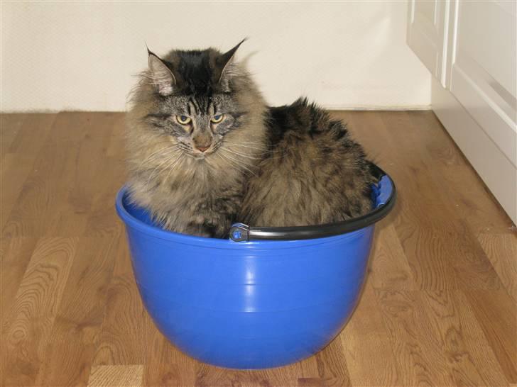 Maine Coon oscar - store rengørings dag billede 6